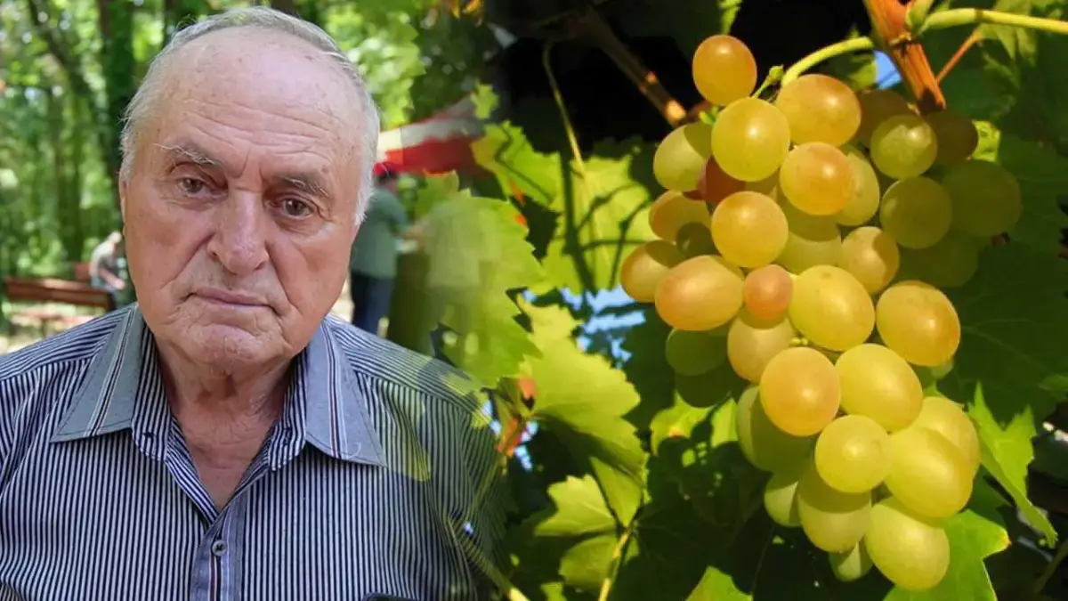 cum poți să-ți protejezi strugurii de dăunători