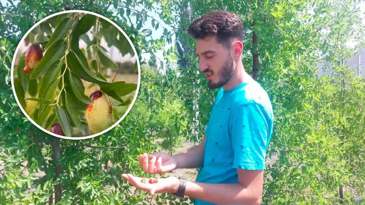 fructul exotic cu care dai lovitura, curmalul chinezesc