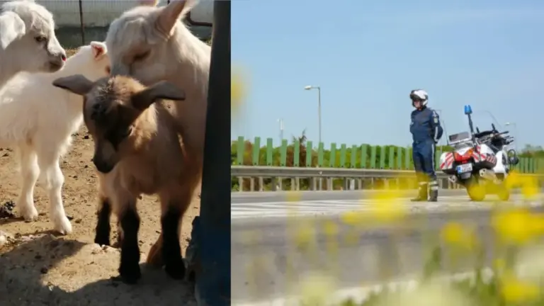 iezi, loc de joacă pe autostradă