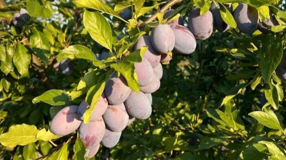 cele mai gustoase prune