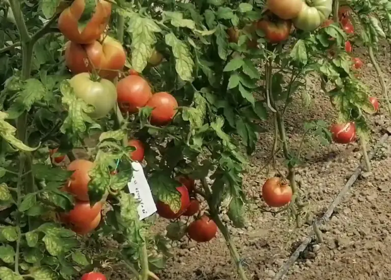 tomate rezistente la secetă
