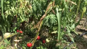 cultura de rosii si porumb
