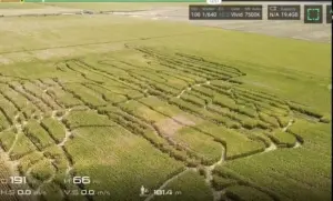 Hoții au devastat porumbul unui fermier, pagube de zeci de mii de euro Actualitate porumb