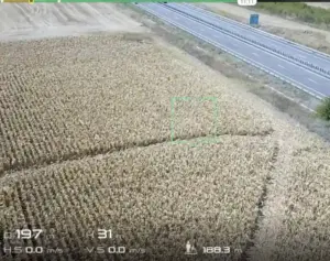 Hoții au devastat porumbul unui fermier, pagube de zeci de mii de euro Actualitate porumb