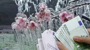 despăgubiri pentru înghețul târziu, sprijin financiar de urgență