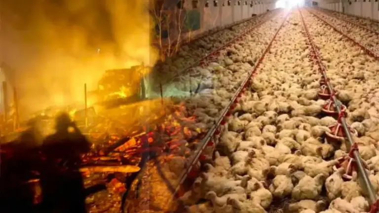 incendiu la o hală cu pui