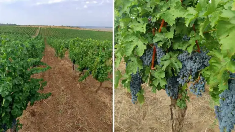 Soluția ideală împotriva făinării și a putregaiului negru din vie
