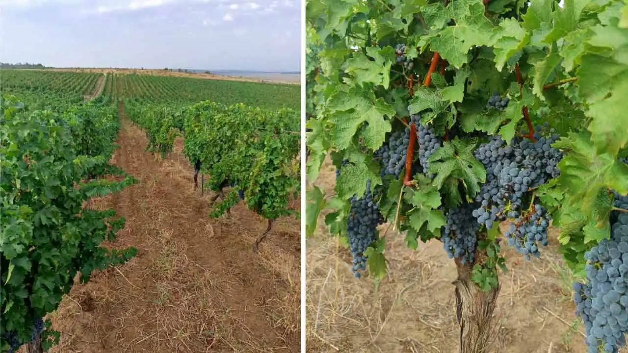 Soluția ideală împotriva făinării și a putregaiului negru din vie