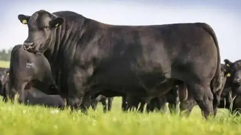 bovine de rasă