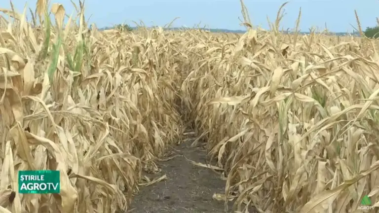 porumb si floarea soarelui