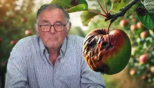 tratament pentru merele si perele putrezite