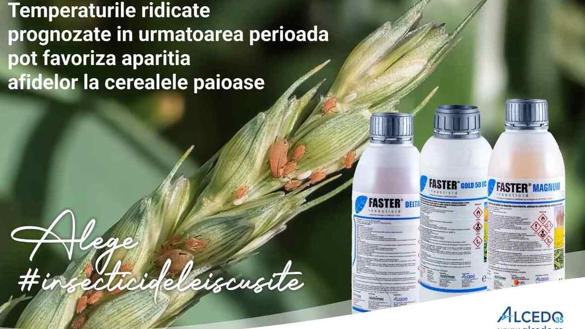 Atenție! Afidele pot compromite culturile de cereale păioase 46 Atenție! Afidele pot compromite culturile de cereale păioase Afidele