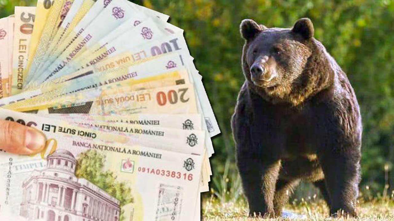 Despăgubiri-urși-1280 despăgubiri pentru atacurile urșilor
