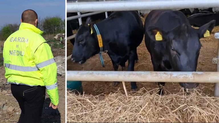 Garda-de-Mediu-ferma-de-vaci ferma de vaci