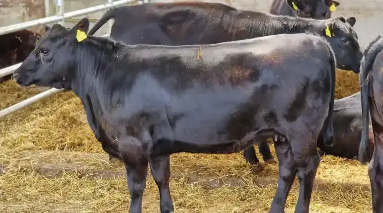 Achiziții de animale și material genetic cu bani de la UE, achiziția de animale