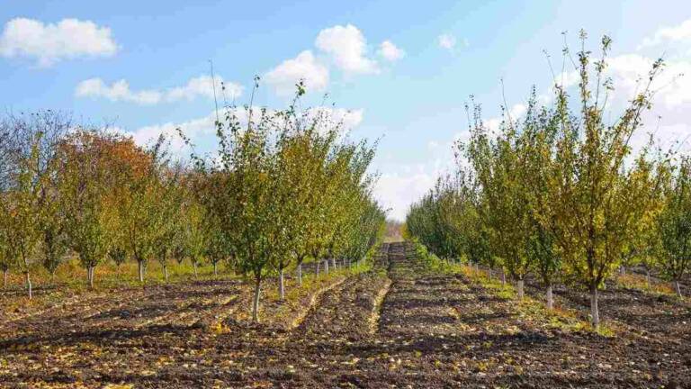 Tratamentele postrecoltare