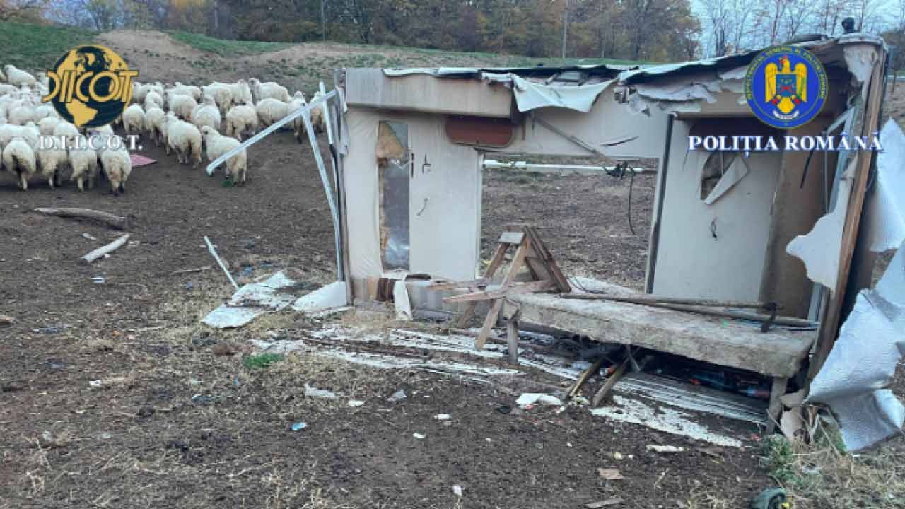 Doi frați, implicați într-un nou caz de sclavie la stână! 4 Doi frați, implicați într-un nou caz de sclavie la stână! sclavie la stână