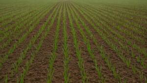 epoca optima de semanat