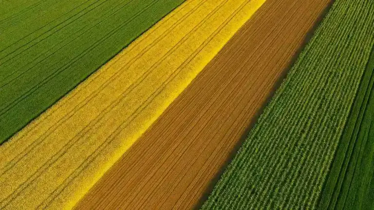 culturi agricole teren agricol webp cujlturi de grau, porumb, orz, rapiță, teren agricol, pretul terenului agricol