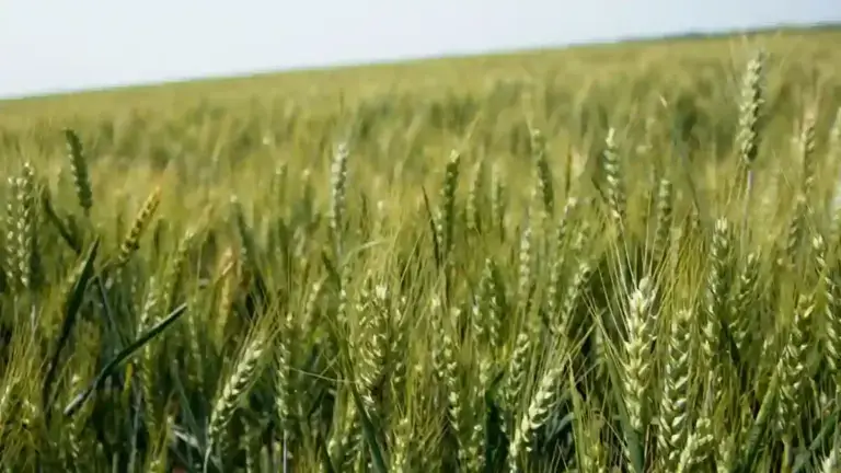 ajutăm agricultori