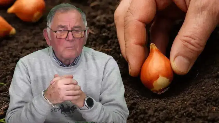 cum se plantează bulbii de flori