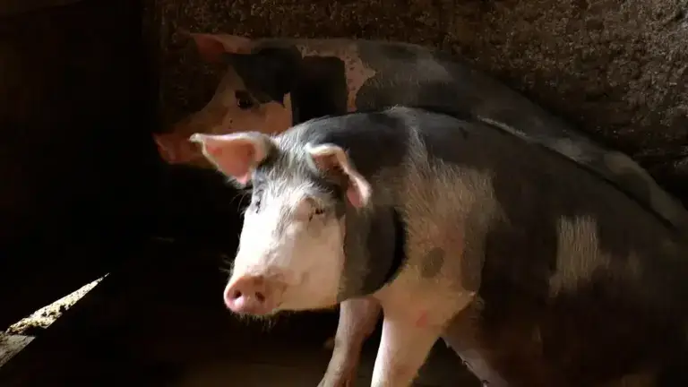 porc (3) Porcii de Crăciun