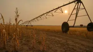 fermele vegetale, prețuri, fenomen, El Nino