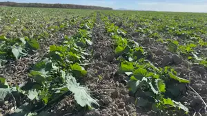 Impactul putregaiului negru asupra randamentului și calității producției de rapiță Advertorial Agritechnica 2025