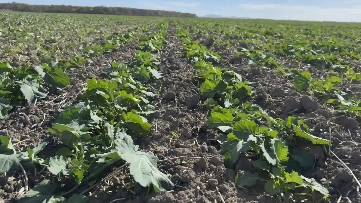 Impactul putregaiului negru asupra randamentului și calității producției de rapiță Advertorial Agritechnica 2025