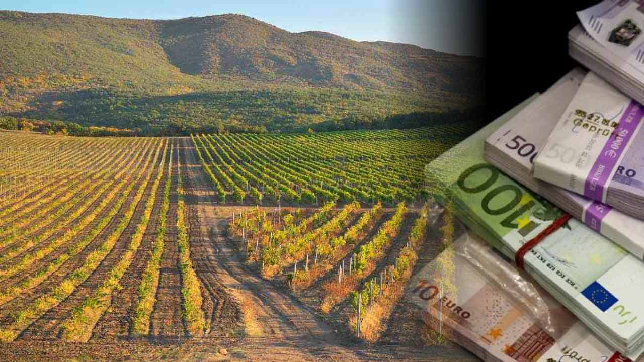 defrișarea plantațiilor de viță-de-vie