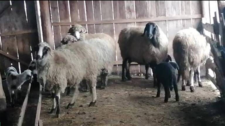porția de hrană pentru animale