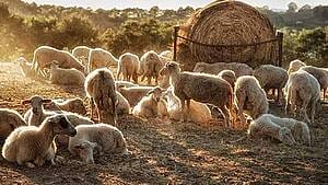 au sărit cu bâtele pe turma de ovine, pesta micilor rumegătoare, virus