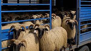 transport animale vii, crescătorii de oi