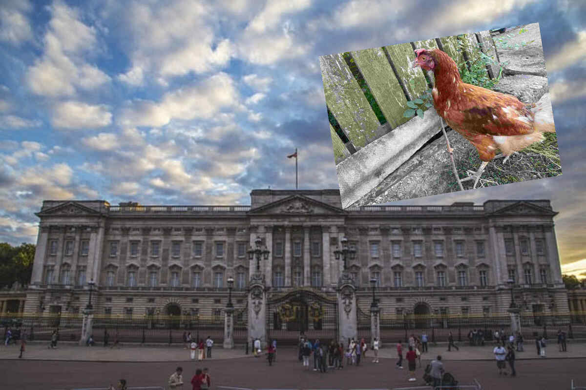 gaina la palat Regele Charles