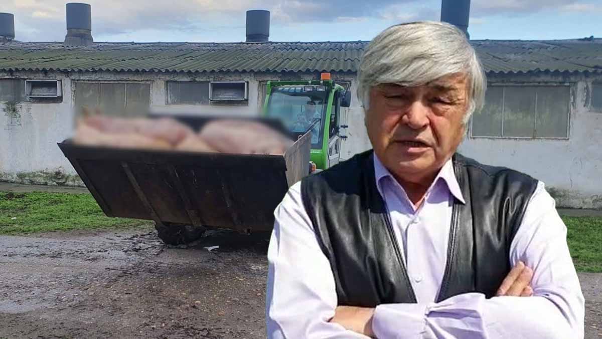 Dimitrie Muscă, virusul PPA, porci