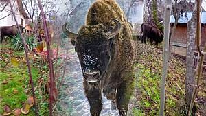 Zimbrii din Făgăraș au băgat groaza în sătenii din zonă! 5 Zimbrii din Făgăraș au băgat groaza în sătenii din zonă! zimbri