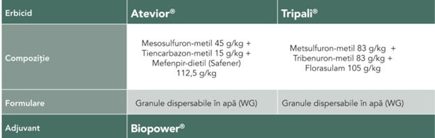 Speciile dificil de controlat din cerealele păioase, o provocare pentru fermieri 1 Speciile dificil de controlat din cerealele păioase, o provocare pentru fermieri Speciile dificil de controlat din cerealele păioase, o provocare pentru fermieri Stiri agricole cerealele păioase