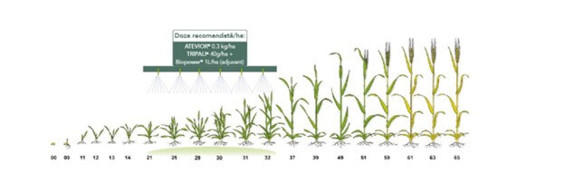 Speciile dificil de controlat din cerealele păioase, o provocare pentru fermieri 2 Speciile dificil de controlat din cerealele păioase, o provocare pentru fermieri Speciile dificil de controlat din cerealele păioase, o provocare pentru fermieri Stiri agricole cerealele păioase