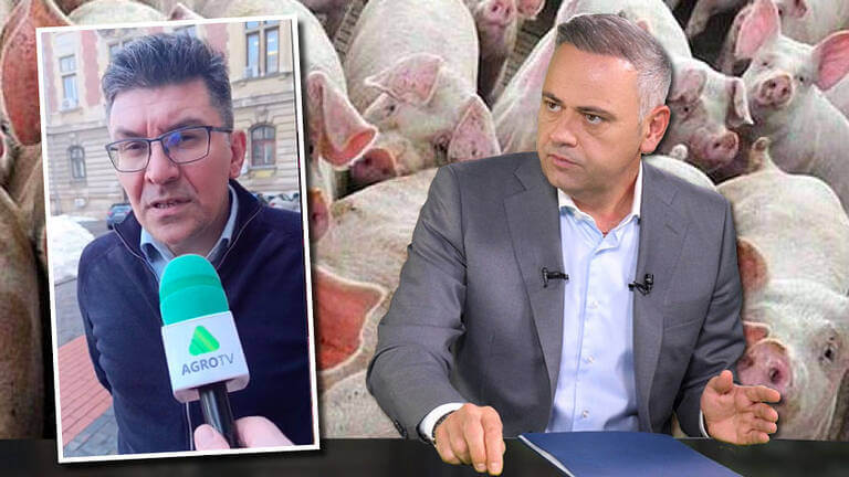 crescătorii de porci