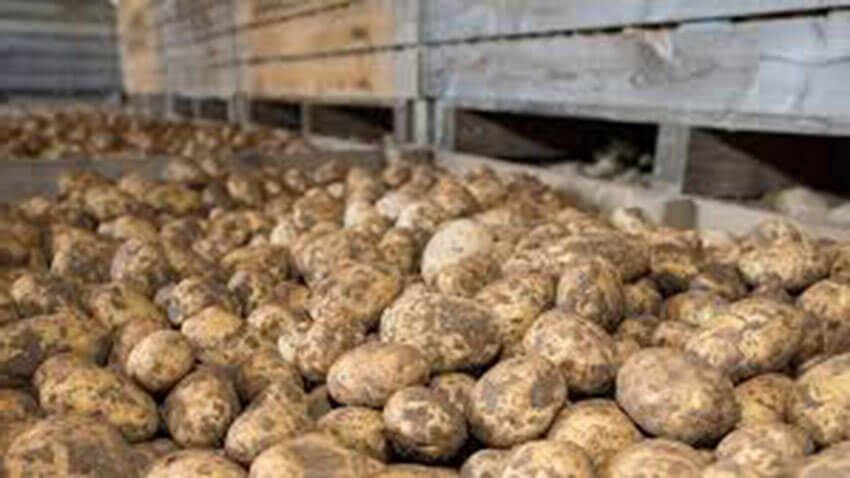 Depozit-cartofi cartofi