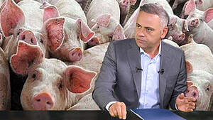 crescătorii de porci