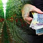 impozitul pe sere și solarii, taxa pe sere si solarii