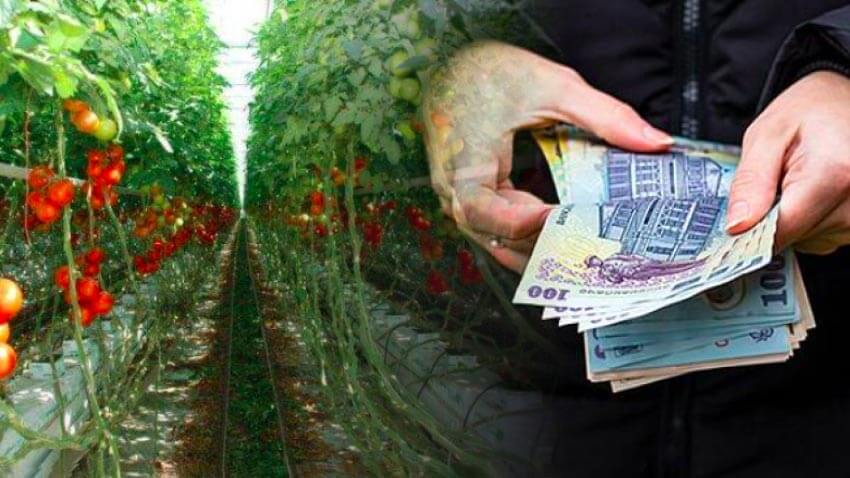 Impozit-pe-sere-și-solarii impozitul pe sere și solarii, taxa pe sere si solarii