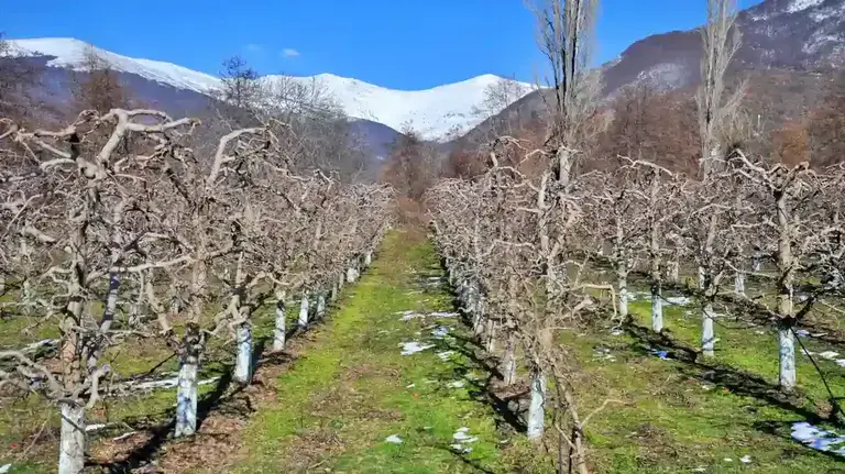 tratamentul de iarnă in pomicultură