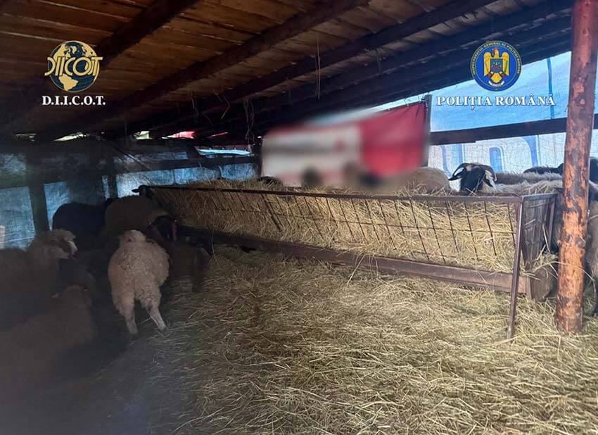 Sclavie la o fermă de animale din Iași! Un minor și un adult, exploatați cu cruzime la doi pași de marginea orașului! 2 Sclavie la o fermă de animale din Iași! Un minor și un adult, exploatați cu cruzime la doi pași de marginea orașului! Sclavie la o fermă de animale din Iași! Un minor și un adult, exploatați cu cruzime la doi pași de marginea orașului! Actualitate sclavie,fermă de animale