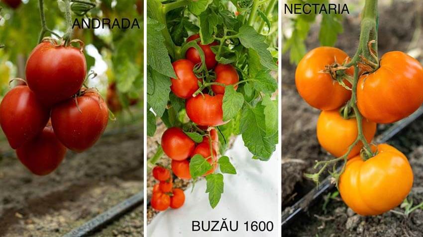 Ce răsaduri de legume tradiționale poți să-ți iei pentru grădina ta de la Stațiunea de Cercetare Buzău 1 Ce răsaduri de legume tradiționale poți să-ți iei pentru grădina ta de la Stațiunea de Cercetare Buzău Ce răsaduri de legume tradiționale poți să-ți iei pentru grădina ta de la Stațiunea de Cercetare Buzău Stiri agricole răsaduri