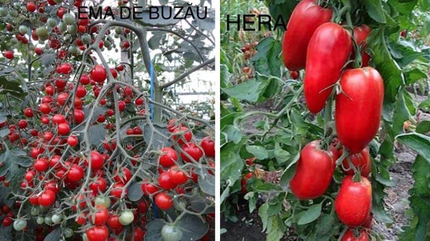 Ce răsaduri de legume tradiționale poți să-ți iei pentru grădina ta de la Stațiunea de Cercetare Buzău 2 Ce răsaduri de legume tradiționale poți să-ți iei pentru grădina ta de la Stațiunea de Cercetare Buzău Ce răsaduri de legume tradiționale poți să-ți iei pentru grădina ta de la Stațiunea de Cercetare Buzău Stiri agricole răsaduri
