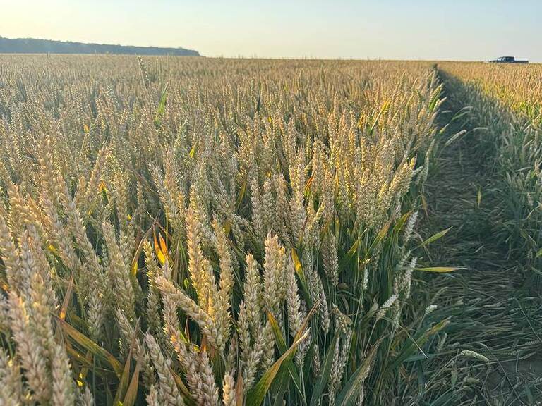 bolile foliare