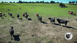Aberdeen Angus