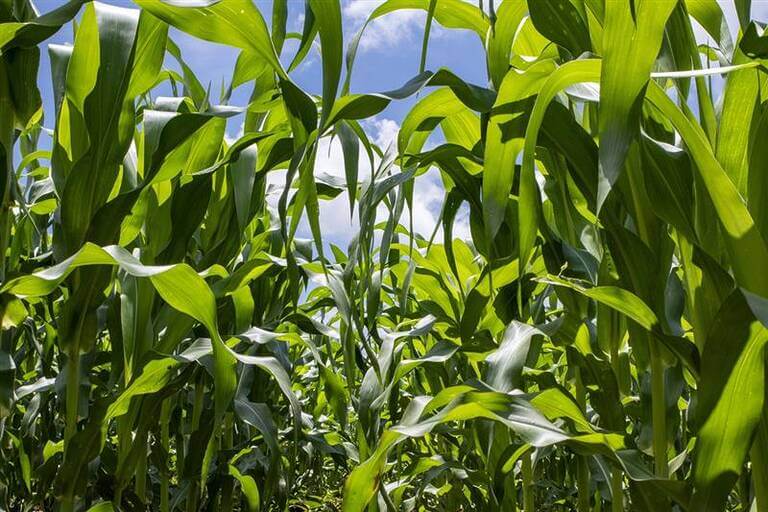 Agricultura